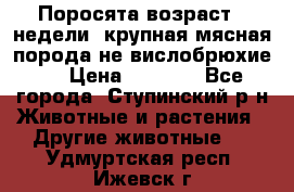 Поросята возраст 4 недели, крупная мясная порода(не вислобрюхие ) › Цена ­ 4 000 - Все города, Ступинский р-н Животные и растения » Другие животные   . Удмуртская респ.,Ижевск г.